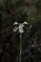 Platanthera leucophaea