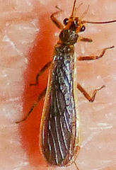 Perlesta