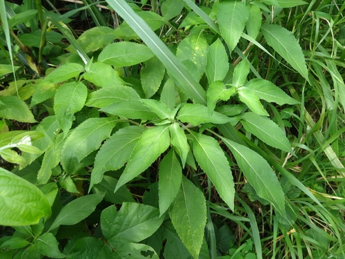 African Basil