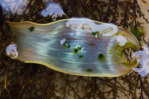 Cephaloscyllium ventriosum