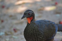 Penelope superciliaris