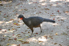 Penelope superciliaris