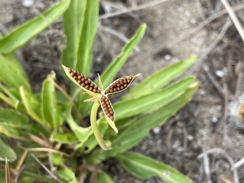 Viola mandshurica iNat (1)