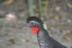 Penelope superciliaris