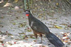 Penelope superciliaris