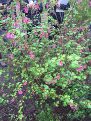 Ribes sanguineum glutinosum
