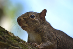 Sciurus aestuans ingrami