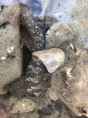 Hypsoblennius gilberti