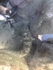 Hypsoblennius gilberti