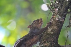 Sciurus aestuans ingrami
