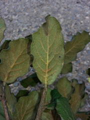 Quercus costaricensis