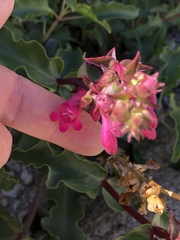 Penstemon clevelandii clevelandii