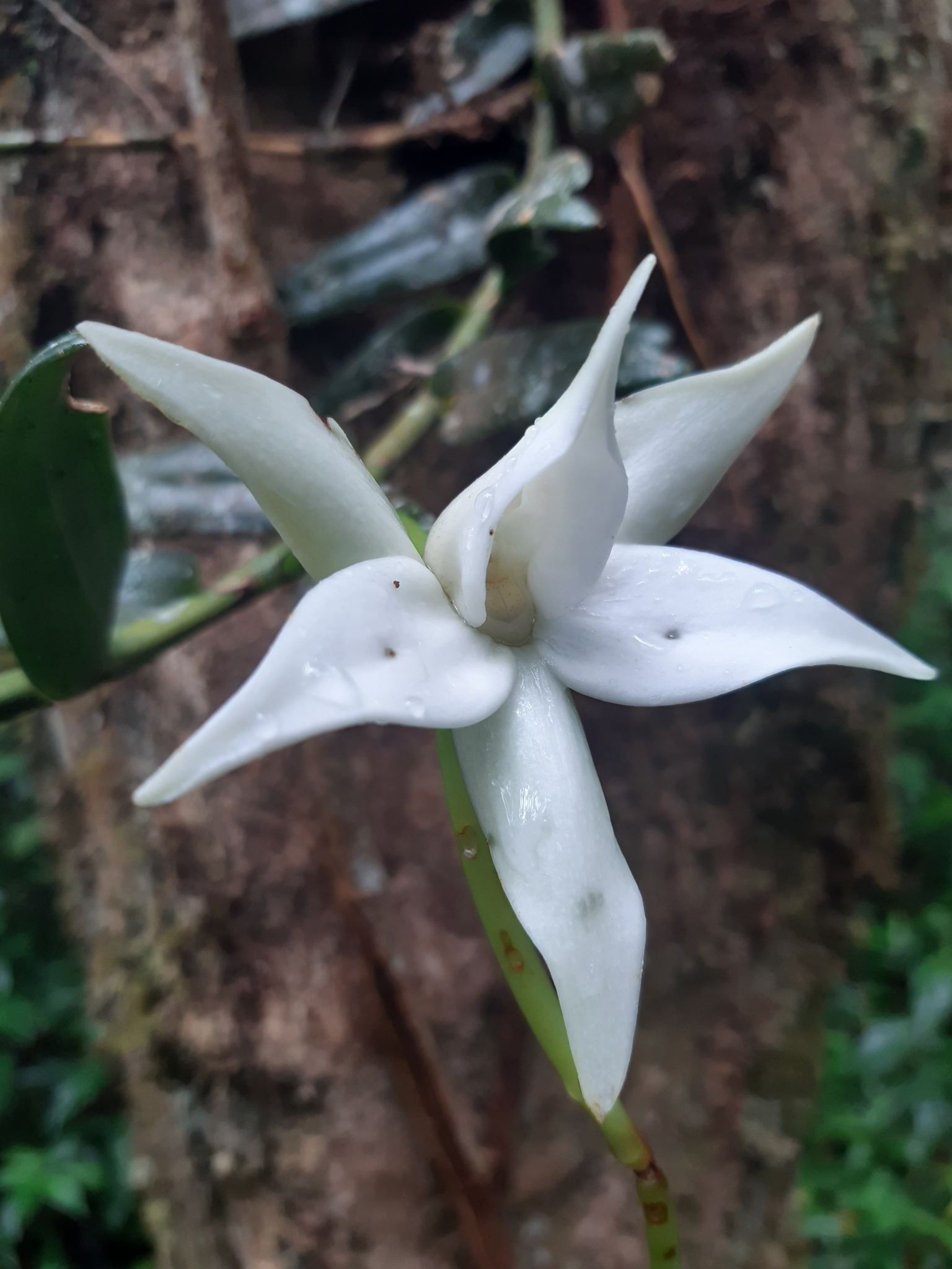 Angraecum dendrobiopsis Schltr.