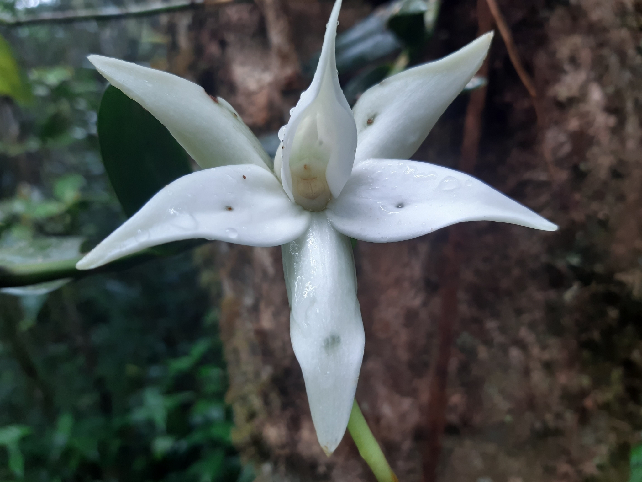 Angraecum dendrobiopsis Schltr. 2