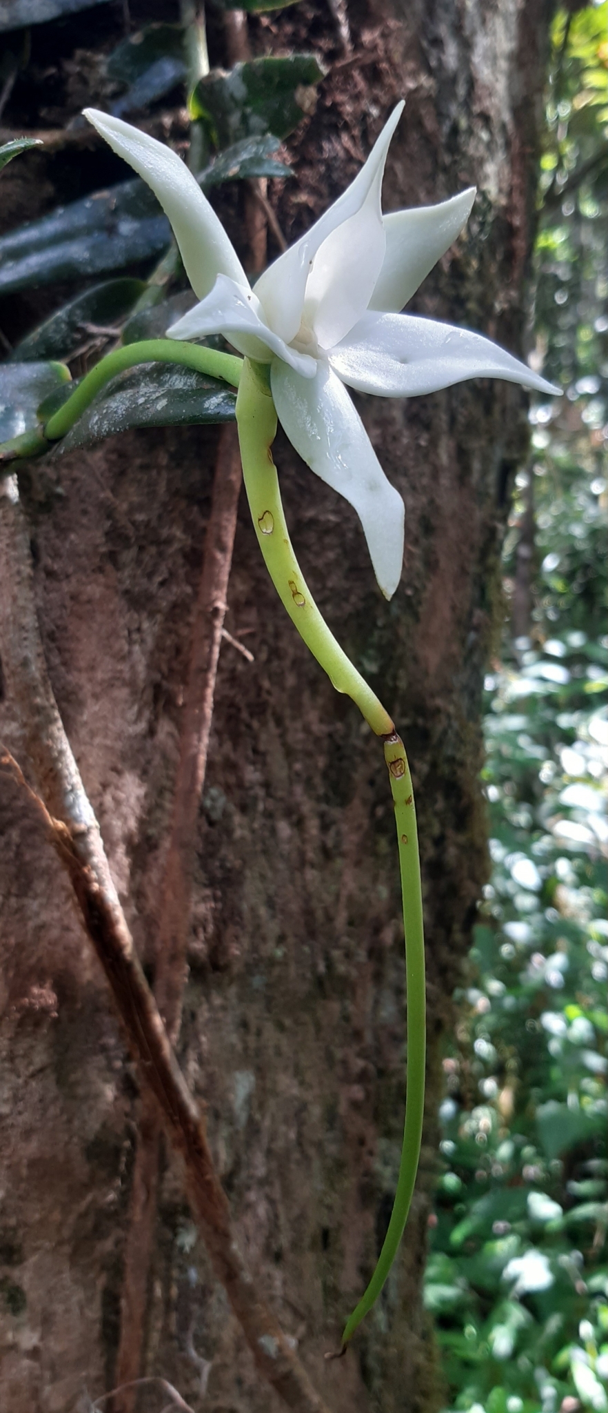 Angraecum dendrobiopsis Schltr. 3