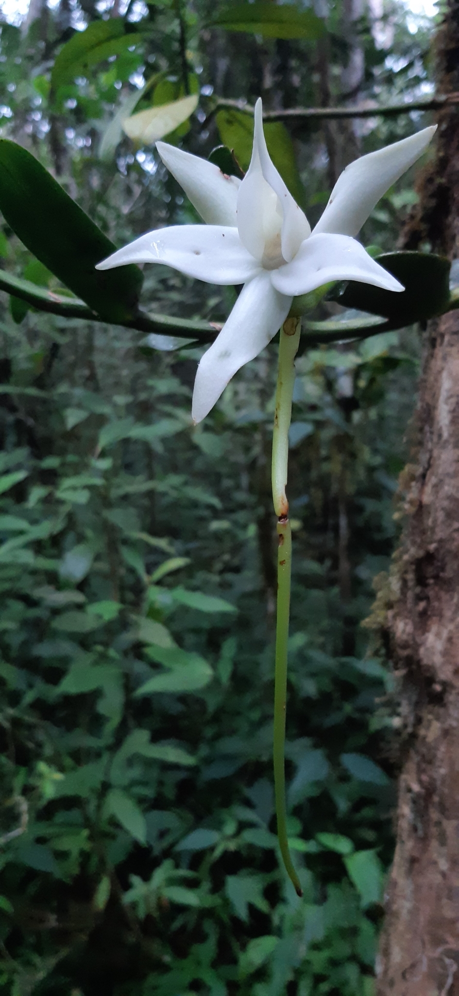 Angraecum dendrobiopsis Schltr. 4