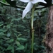 Angraecum dendrobiopsis - Photo (c) davide berton,  זכויות יוצרים חלקיות (CC BY-NC), הועלה על ידי davide berton