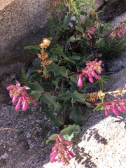 Penstemon clevelandii clevelandii
