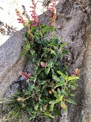 Penstemon clevelandii clevelandii