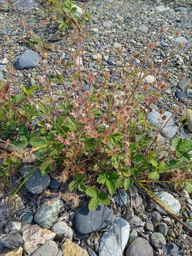 Potentilla fragiformis, photograph 2