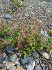 Potentilla fragiformis, photograph (c) undomiel, some rights reserved (CC BY)