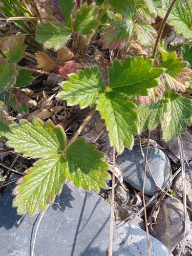 Potentilla fragiformis, photograph 3