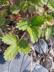 Potentilla fragiformis, photograph (c) undomiel, some rights reserved (CC BY)