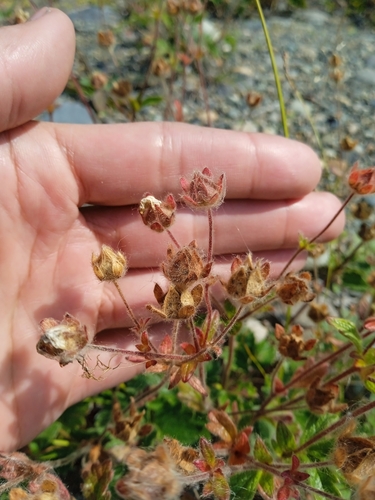 Potentilla fragiformis, photograph 4