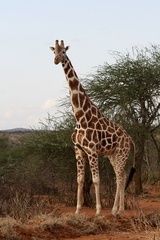 Giraffa camelopardalis reticulata