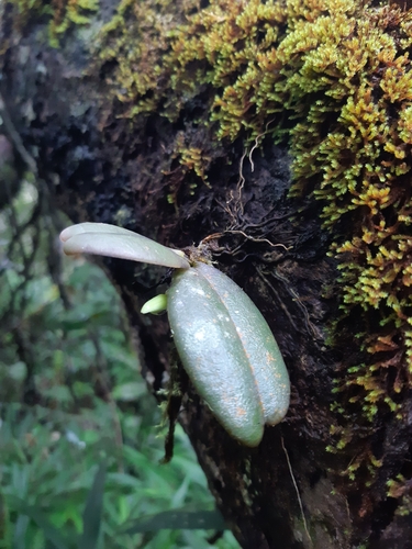 Aerangis fastuosa (Rchb.f.) Schltr. 2