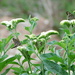 Tournefortia hartwegiana - Photo (c) Eric Hough, alguns direitos reservados (CC BY-NC), uploaded by Eric Hough