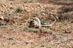 Euxerus erythropus