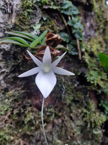Angraecum lecomtei