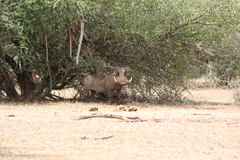 Phacochoerus africanus