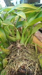 Liparis condylobulbon