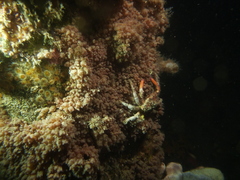 Schizophrys rufescens