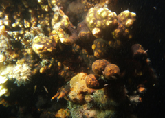 Schizoporella errata