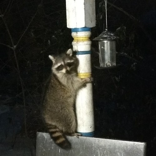 Common Raccoon photographed in Connecticut