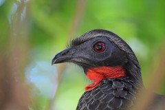 Penelope superciliaris