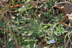Lupinus subcarnosus