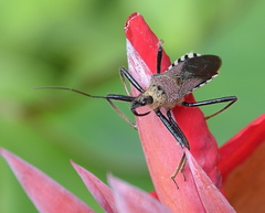 Rhynocoris erythrocnemis