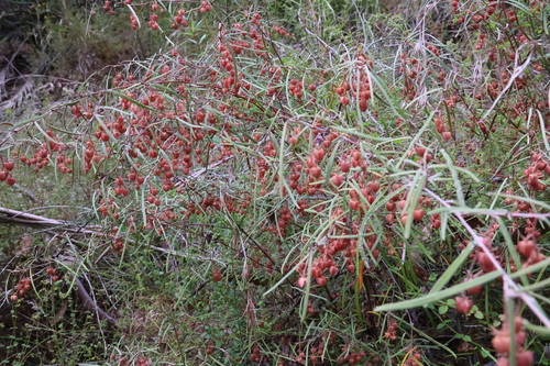 Image of Lasiopetalum rufum by (c) Gary Williams, some rights reserved (CC BY-SA)