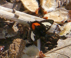 Psychomorpha epimenis