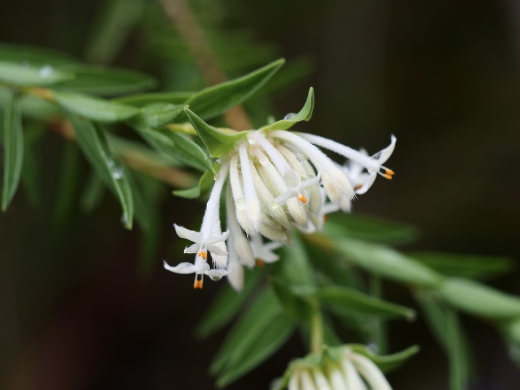 Narrow-Leaved Pimelea