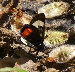 Psychomorpha epimenis