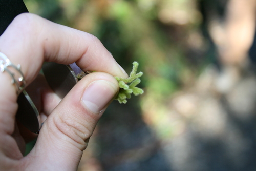 Image of Leiomitra lanata by (c) Juliette Fuehrhop, some rights reserved (CC BY)