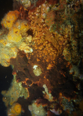 Schizoporella errata