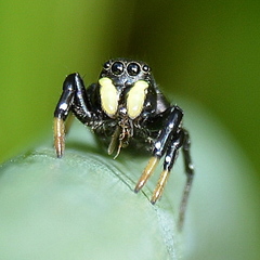 Heliophanus orchesta