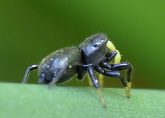 Heliophanus orchesta