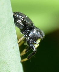 Heliophanus orchesta